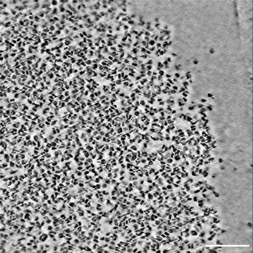 Howard Hughes Medical Institute - HHMI on Reels