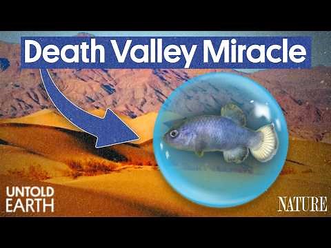 Why The World’s Rarest Fish Is Trapped In The Hottest Desert On Earth