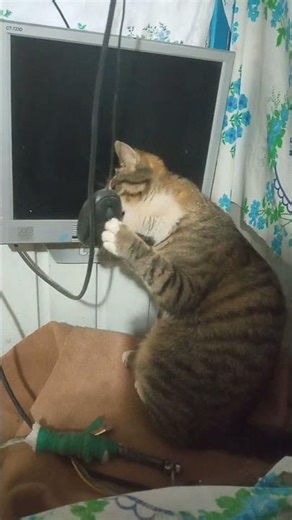 When you can't find a real mouse and you end up with a camera mouse