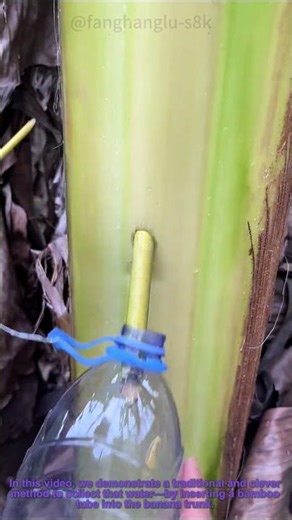 How to Collect Banana Stem Water with Bamboo Tube