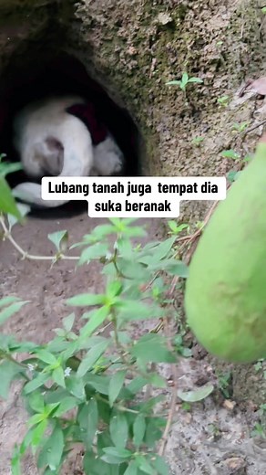 #anjingberanak #anjingkampung #doglover