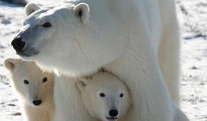Churchill Northern Studies Centre using $83K grant to improve polar-bear research