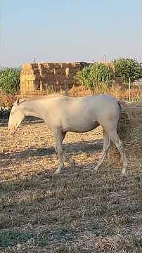 What Is IgG in Foals? 🐴