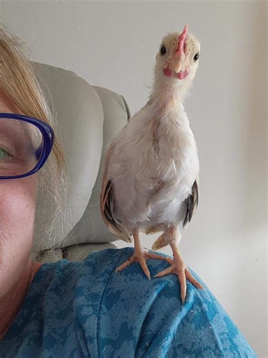 He is basically a pocket-sized boss bird—confident, fluffy, and absolutely convinced he runs the house. | Gina O'Neal