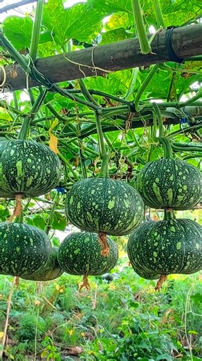 Make Your Pumpkin Plant Produce 2X More Fruits! 🎃 Best Fertilizer & Growing Tips #agriculture