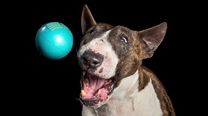 317 reactions · 52 shares | Dogs love balls we all know that! Here's some of our favourites of dogs being dogs! Dog Mums check out our fab Mother's Day Voucher for $99* Conditions Apply see https://bit.ly/2HyN4io for details. | Zoo Studio - Animal Art Photography | Facebook