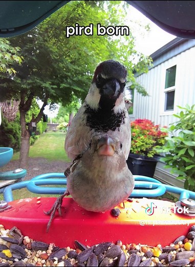 Understanding Smart Bird Feeders: What You Need to Know