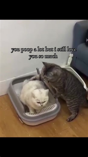 The Sweet Side of Love: Embracing Quirks in Relationships