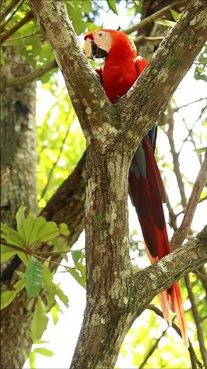 Guacamayas en Libertad 🦜 #macaws #animals #honduras