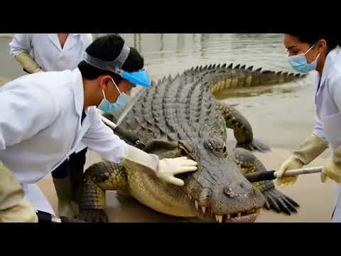 Crocodile Leather Factory | Full Manufacturing Process into luxury leather products.