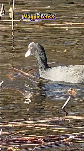 Coot slow motion Łyska 4K #coot #magpielensx #birdsounds #birdsoundsrelaxing #nature #birds