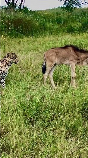 Life of Leopard | How leopards stalk and hunt their prey.