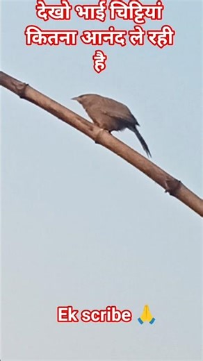 chidiya ki cartoon acchi achhi cartoon short video