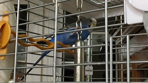 Watch My Parakeet Loves It! on Amazon Live