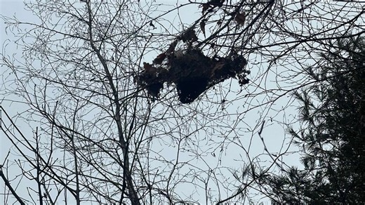 Experts offer tips on how to spot, stop browntail moths this spring