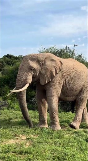 Funny Elephant Eating Momment Pooping Peeing Shwami South Africa