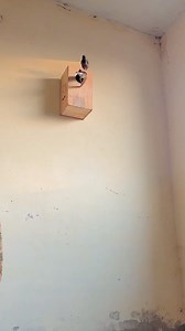 239K views · 8.6K reactions | pets mini vlog #minivlog #amir92wala #punjabivlogger #Javafinch | Amir 92 Wala | Facebook