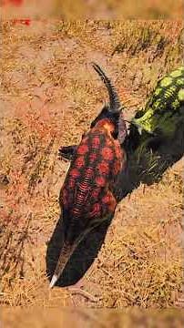 Dibble vs Pachy -The Isle evrima Diabloceratops #theisleevrima #theislegameplay #diabloceratops