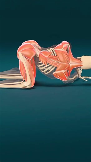 If you push one leg outward and lean across with your hand locked in place, the adductors, glut