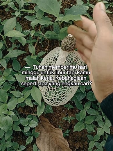 sibuk nguli#fypviralシ #fyp #tiktok