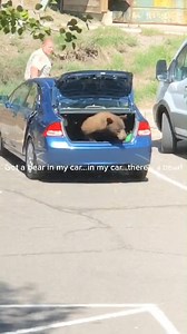 7.6K views · 78 reactions | Hero police officers set bear free from car! It was un-bearable inside...  #Bear #Bears #Animals | Animalistic | Facebook