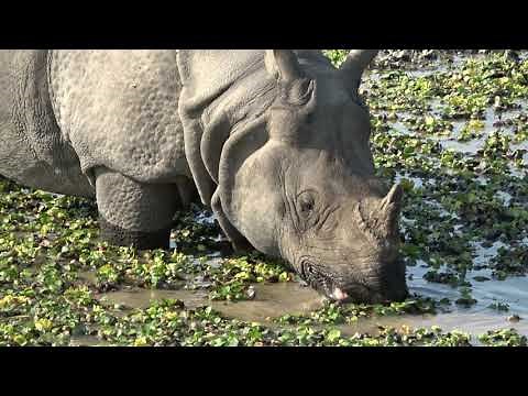 Kaziranga National Park