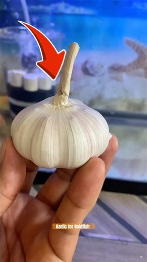 I Fed Garlic🧄 to my Goldfish Part 2. #goldfish #goldfishcare #shortsfeed #garlic