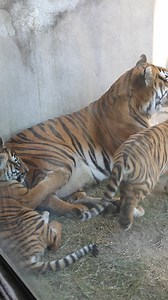 85K views · 8.1K reactions | Happy paw-lidays from our Malayan tiger cubs!  | Tulsa Zoo | Facebook