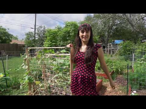 Growing Cucumbers - How I Grew Persian Baby Cucumbers