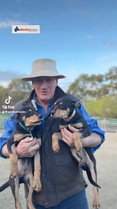 6.3K views · 174 reactions | Shaping two 12wk old kelpie pups on sheep | Beloka Kelpie Stud | Facebook