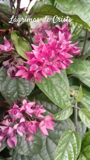 Lágrimas-de-Cristo/(Clerodendrum thomsoniae)