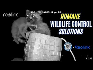 Humane Wildlife Control Solutions: Gates Wildlife x Reolink