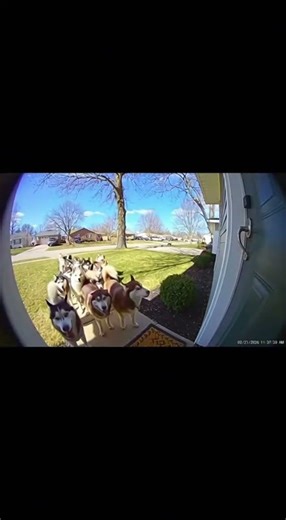 Ring Camera Catches Husky Flash Mob in the Front Yard 🐺🎶