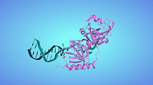 This week's #PDB release has 315 new entries (pdbe.org/latest)! Here is a structure of ‘Protection of telomeres 1’ / POT1 protein bound to ds-DNA with an overhang. ‘POT-hole’ see orange-red phosphate at end of shorter DNA. Published @Science ➡️ PDBe.org/8sh1 Molecular level insight into how we protect our chromosomes. | Protein Data Bank in Europe (PDBe) | Facebook