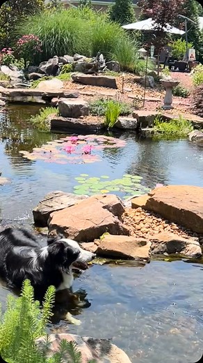 A few quick glimpses of the world of Carters Nursery Pond & Patio | www.cartercountry.com | Jackson, TN #cartercountry1 #cartercountry #waterfall #waterfalls #waterfallwednesday #fish #waterfeatures #koipond #watergardens #koi | Mark Carter