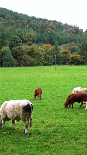 Calm Cows Walking in a Quiet Green Field 🌿