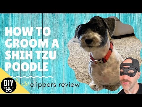 🐶 How to Groom Your **Shih-Poo / Shih Tzu Poodle**➔ at Home (DIY Tutorial Haircut)