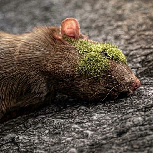 The End of the World Began With a Rat!