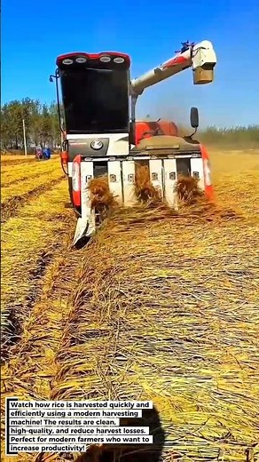 Harvest Time! 🌾 Modern Rice Harvesting Machine for Abundant Yields!