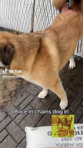Alice in Chains Dog IRL