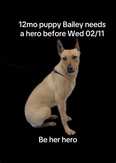 On Eu list at Barc houst Texas Please help Bailey By Wednesday 02/11 Out of state adoption is possible. If local and interested in Fostering or Adoption, email ALL below: barcfoster@houstontx.gov barcadoptions@houstontx.gov BARC.Aid@houstontx.gov Please include full 7-digit ID BARC Foster Application: https://www.houstontx.gov/barc/foster_a_pet.html BARC Animal Shelter 3200 Carr St Houston, TX 77026
