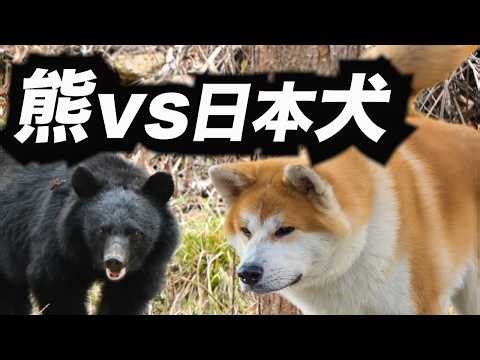 [Bears vs. Dogs] Specially trained dogs dramatically reduce bear attacks