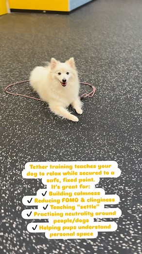 Tether training teaches your dog to relax while secured to a safe, fixed point. It’s great for: ✔ Building calmness ✔ Reducing FOMO & clinginess ✔ Teaching “settle” ✔ Practising neutrality around people/dogs ✔ Helping pups understand personal spa | Woofy Pet Service