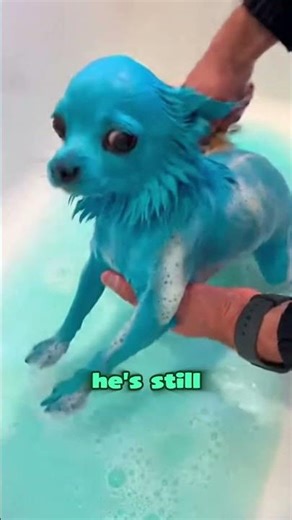 I Saved This Dog From His Cruel Owner! 😨 #shorts