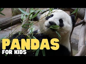 Pandas for Kids | Learn all about these bamboo-loving bears - Videos For Kids