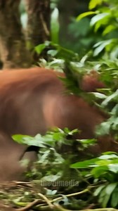 Simulated Reality on Reels