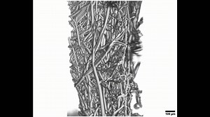 Cotton Candy Inspires New Method for Tissue Engineering