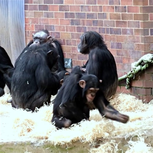 Chimp Group Gathered Around Mum And New Baby Chimp #reelsviralシ | AnimalLovely