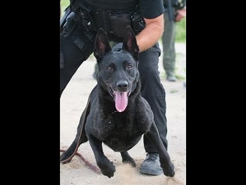 - K9-Guardians Full Movie