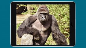 Harambe: A year from gorilla death which sparked numerous memes